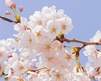 symbol_tree.png