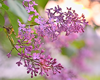 symbol_flower.png